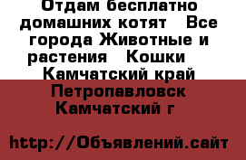 Отдам бесплатно домашних котят - Все города Животные и растения » Кошки   . Камчатский край,Петропавловск-Камчатский г.